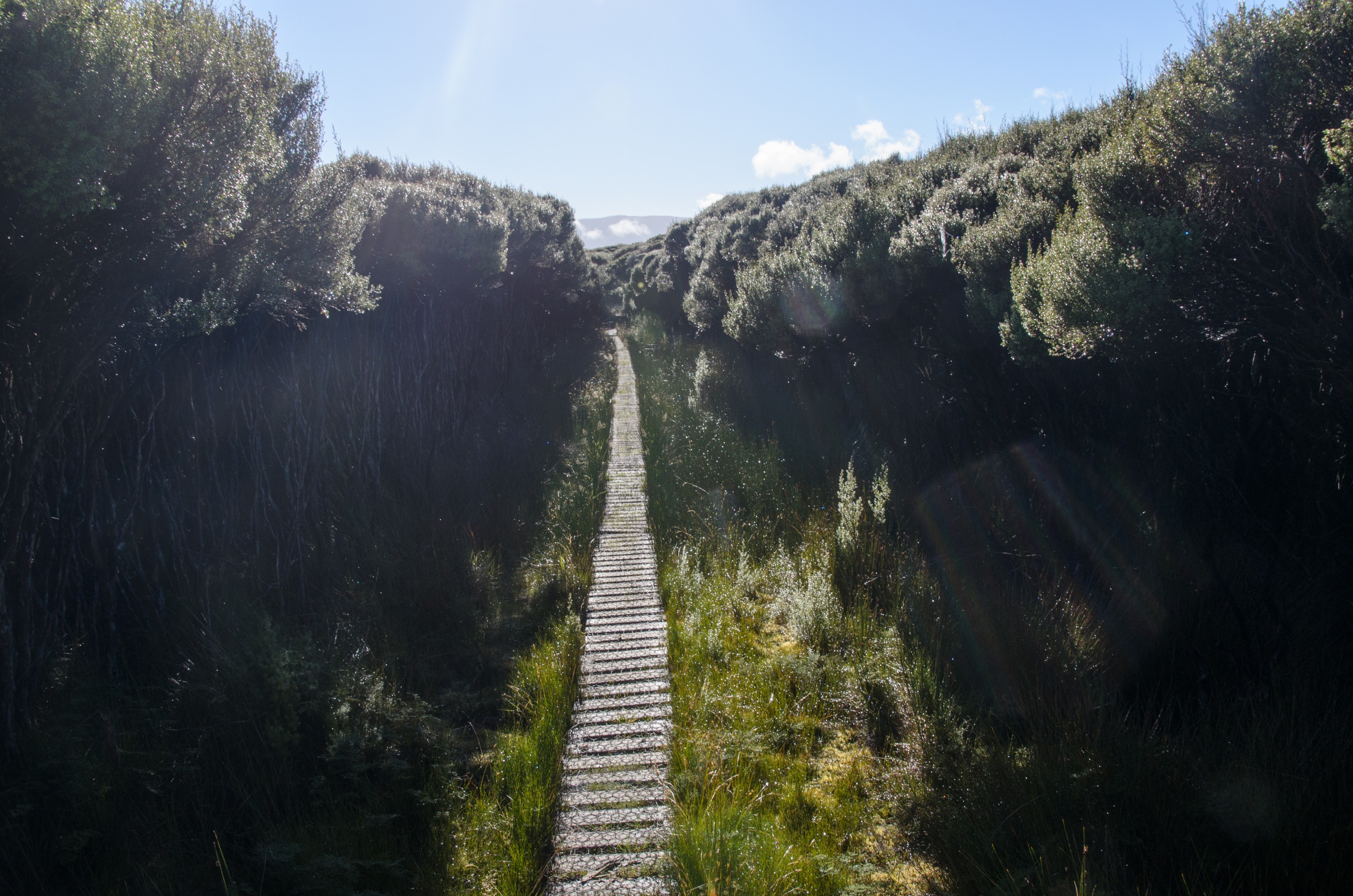 DSC_2143 – Adventure, Crispin, Freshwater, Freshwater Hut, Hut, Island, March 2017, Mason, Mason Bay, National Park, New, New Zealand, Rakiura, South, Stewart, Zealand